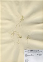 藏品(扁石髮)的圖片